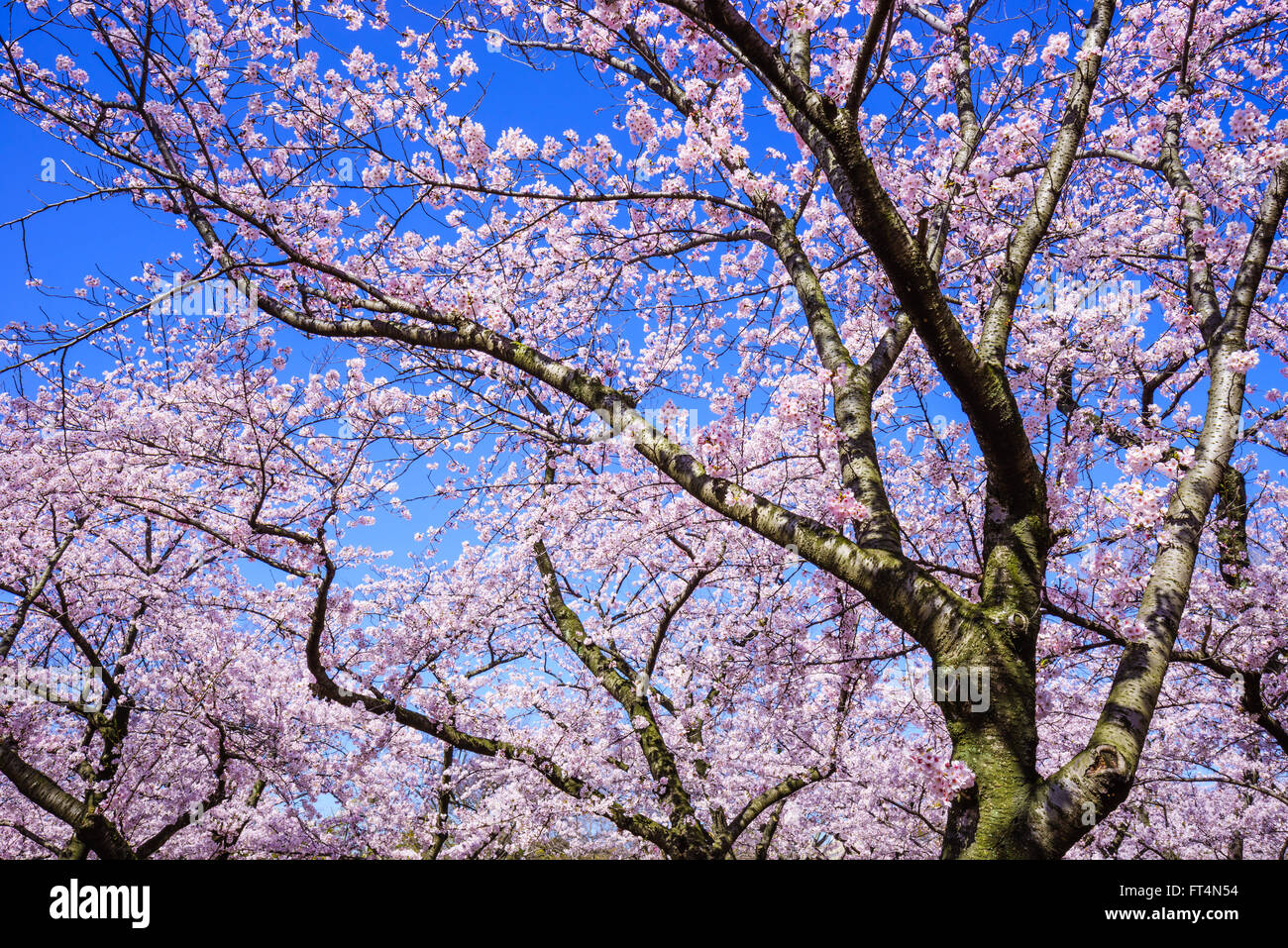 Cherry blossom (sakura) on blue Sky, Japan Stock Photo - Alamy