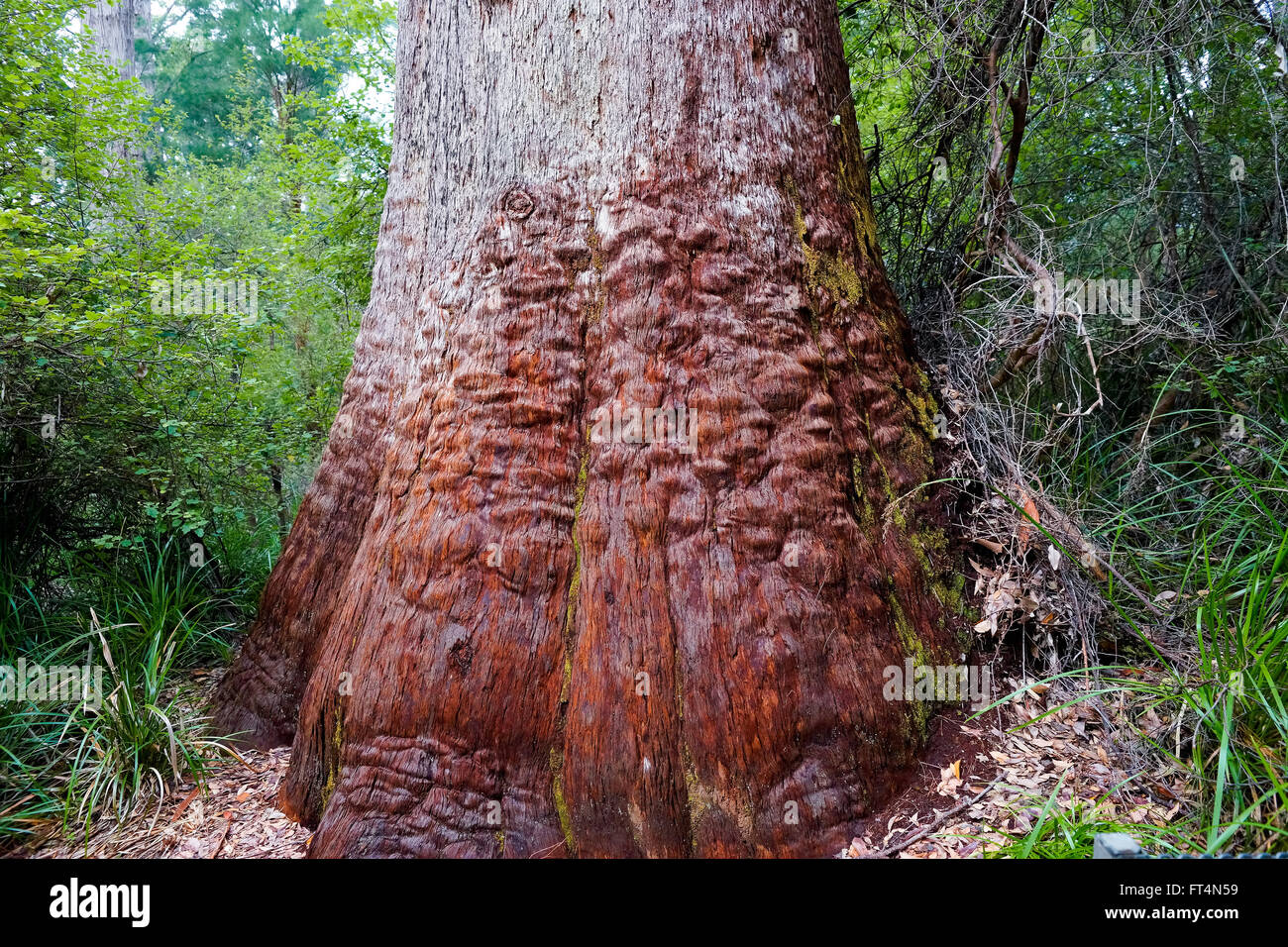 Red Tingle Trees Southwest Western Australia Stock Photo