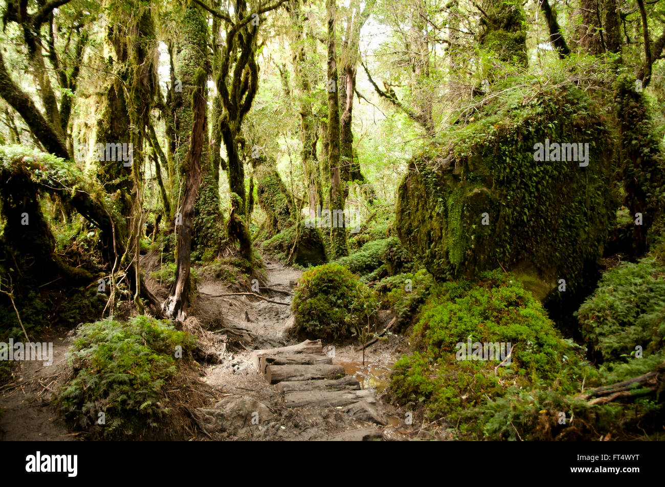 Enchanted Forest - Queulat National Park - Chile Stock Photo
