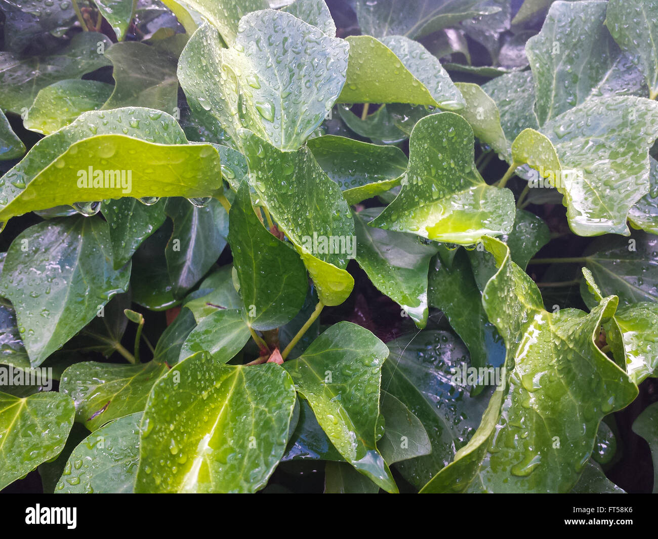 Green ivy leaves with water drops after rain Stock Photo