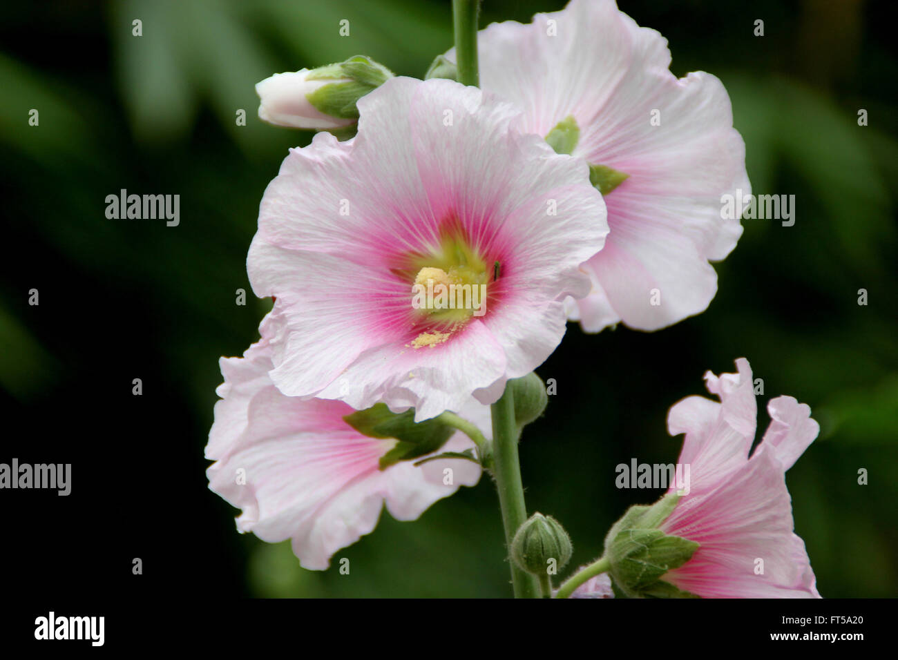 Alcea rosea, common hollyhock,  white flowered, tall ornamental herb with large lobed leaves and nearly 10 cm across flowers Stock Photo
