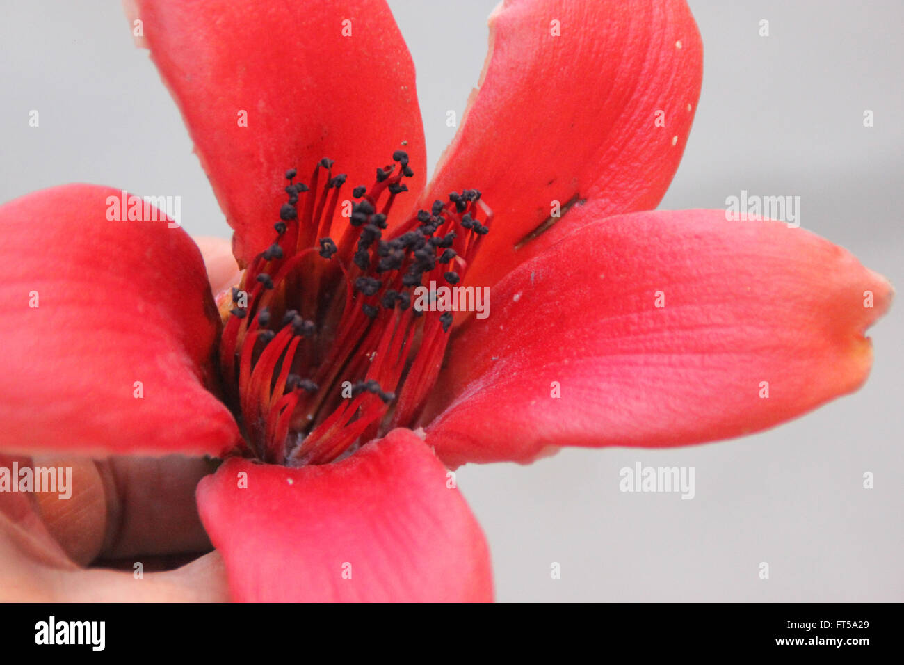 Bombax Ceiba Red Silk Cotton Tree Deciduous Tree With Large Red Flowers Appearing Before Leaves Have Five Petals Stock Photo Alamy