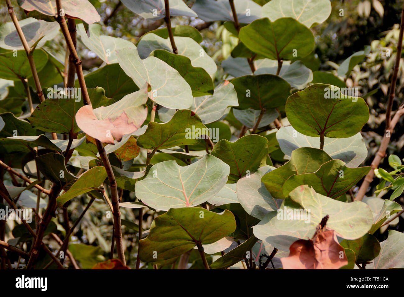 Coccoloba uvifera, Baygrape, Seagrape, small tree of coastal regions often cultivated with rounded leaves, grape-like fruits Stock Photo
