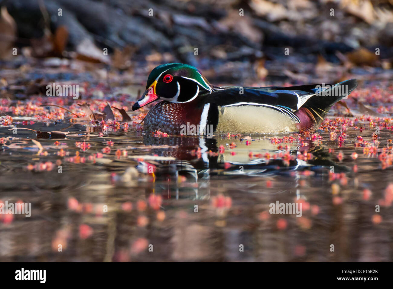 Wood Duck on a flower-covered pond Stock Photo