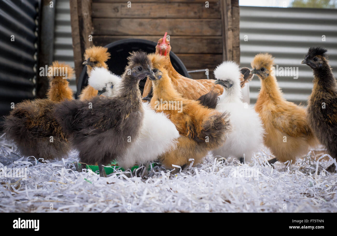 Flock of free range silkie chickens multi coloured in farmyard Stock Photo