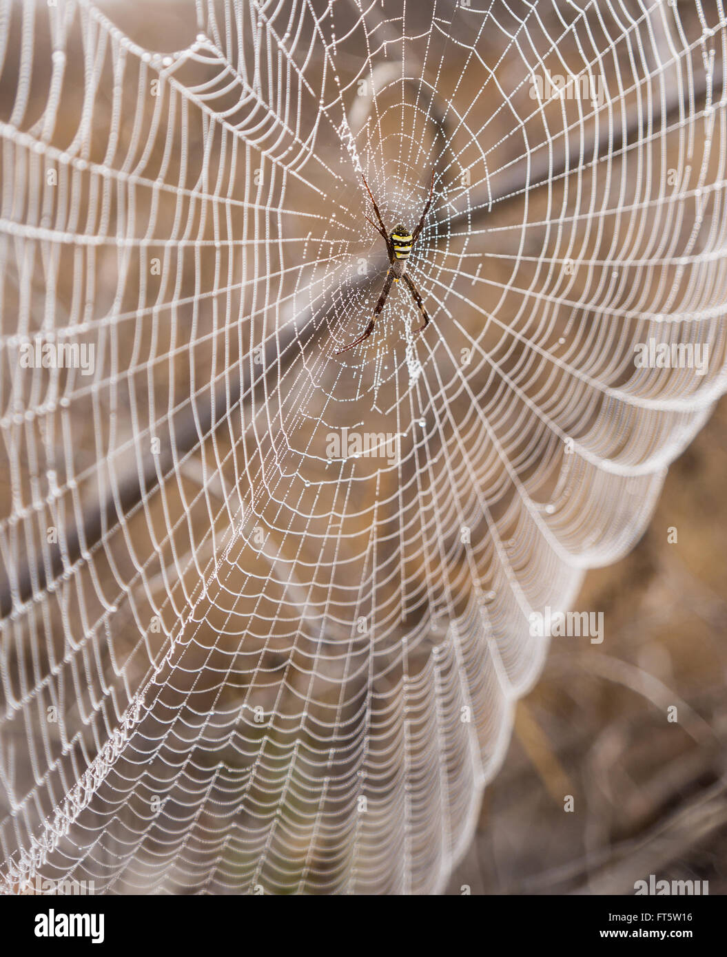 St Andrew's Cross spider, Argiope Keyserlingi, and web with dew drops Stock Photo