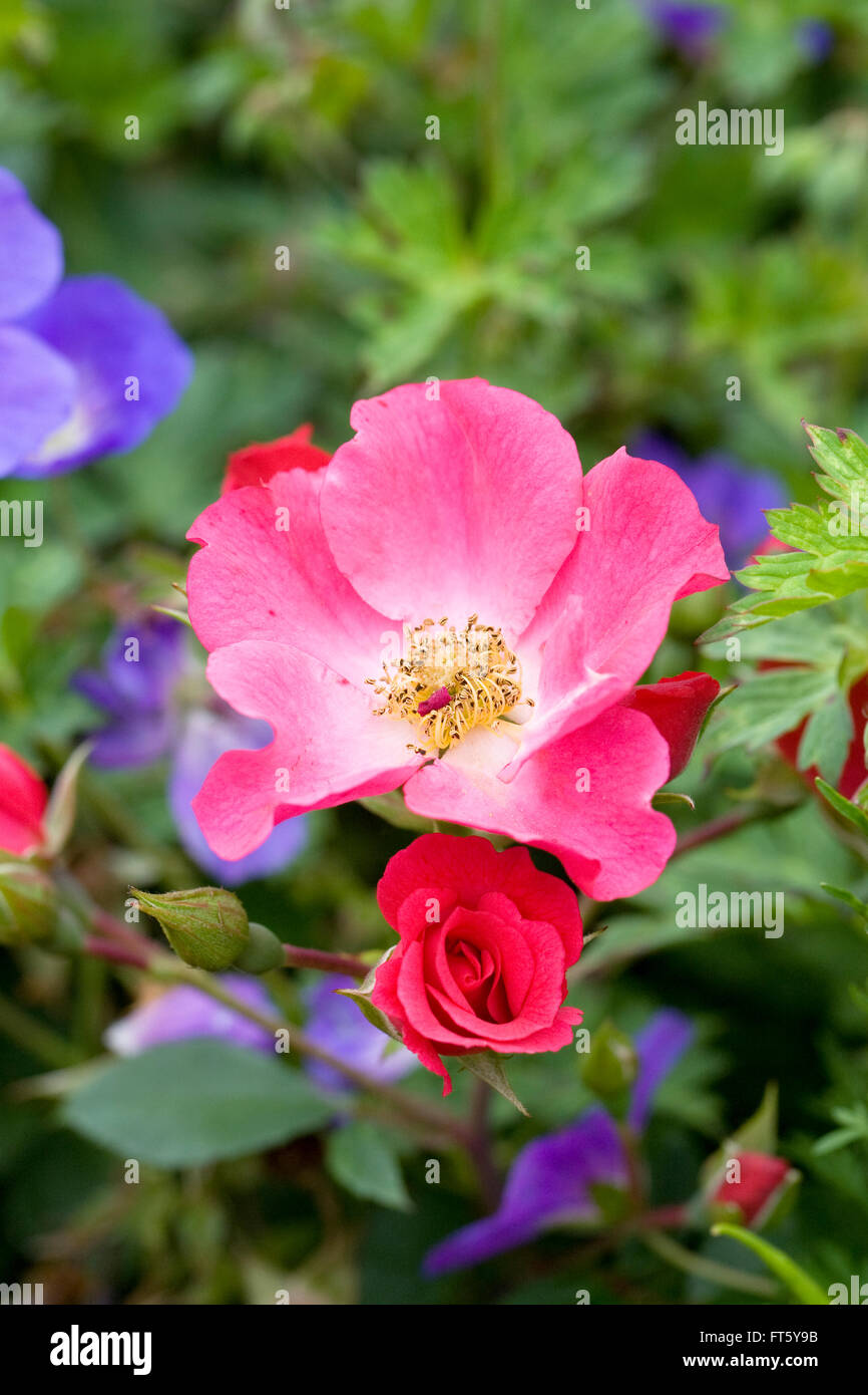 Pink rose and blue geranium in an herbaceous border. Stock Photo