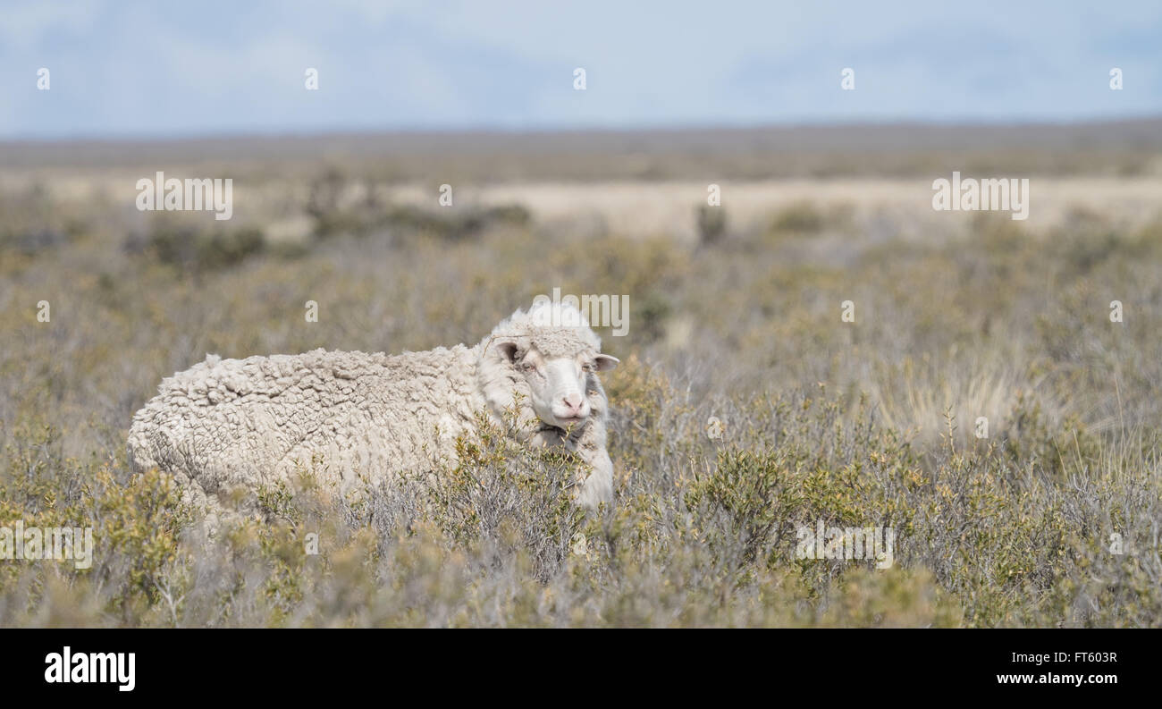 Patagonian sheep, seen in a remote area south of Puerto Madryn, Argentina. Stock Photo