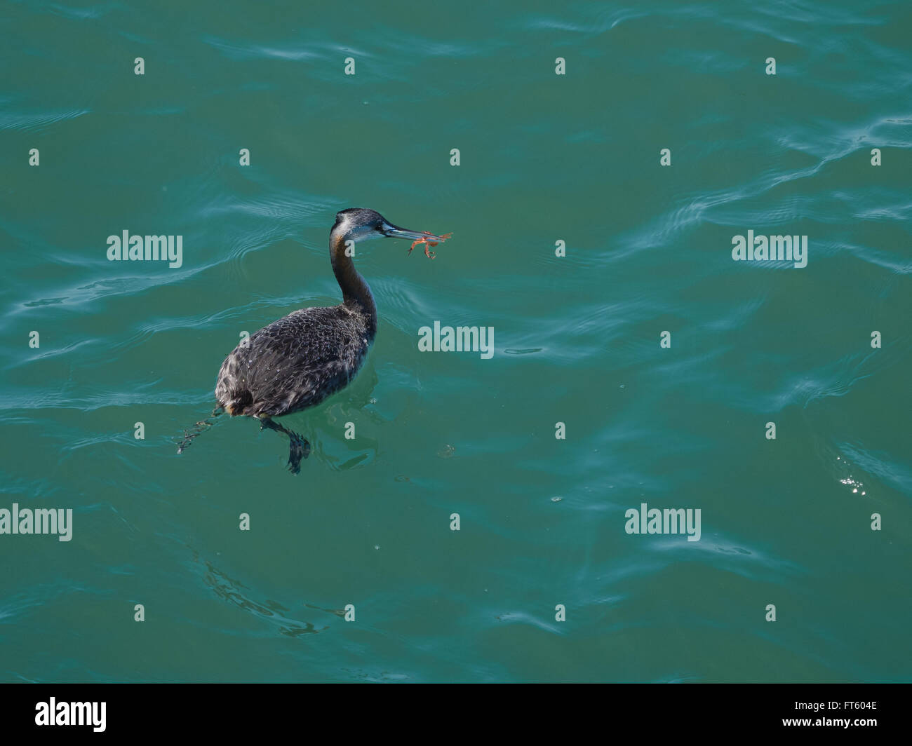 Great grebe, Podiceps Major. Seen in the wild at Puerto Madryn Argentina. Stock Photo
