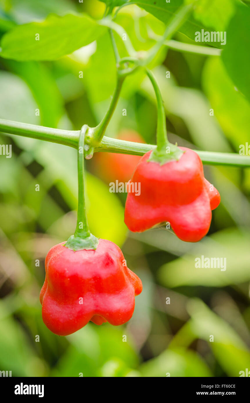 Red chili pepper growing Stock Photo Alamy