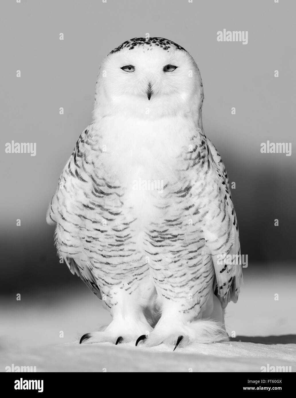 Snowy Owl in Black and White Stock Photo