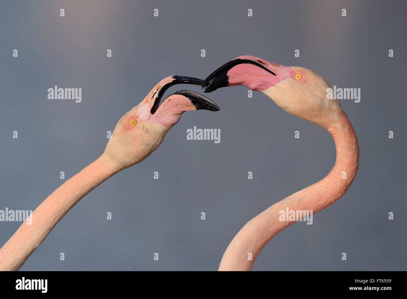 Greater flamingos (Phoenicopterus roseus) fighting with beaks, aggressive behaviour, territorial disputes, close-up, portrait Stock Photo