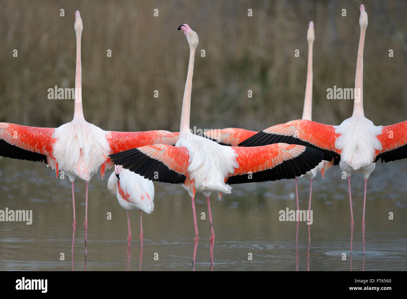 Greater flamingos (Phoenicopterus roseus), several birds with outstretched wings, group courtship, Camargue, Southern France Stock Photo