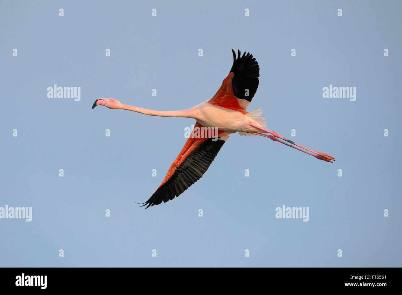 Greater flamingo (Phoenicopterus roseus) in flight, blue sky, Camargue, Southern France, France Stock Photo