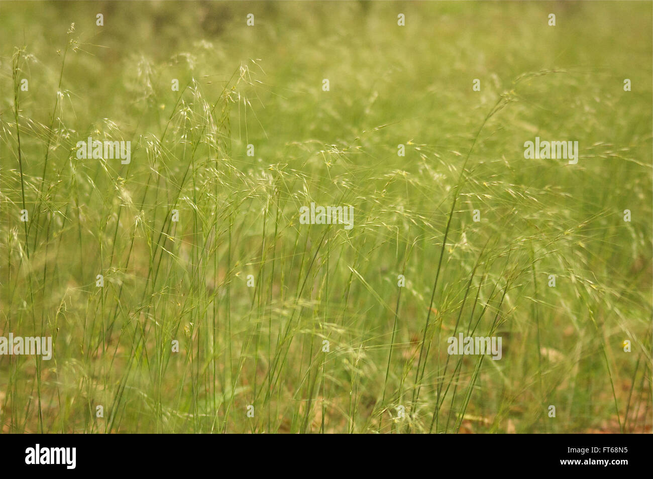 Vivid grass hi-res stock photography and images - Alamy