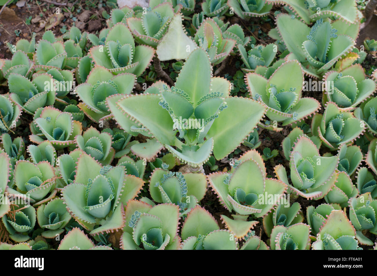 Kalanchoe pinnata plant Stock Photo - Alamy