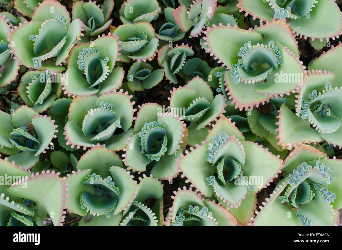 Kalanchoe pinnata plant Stock Photo