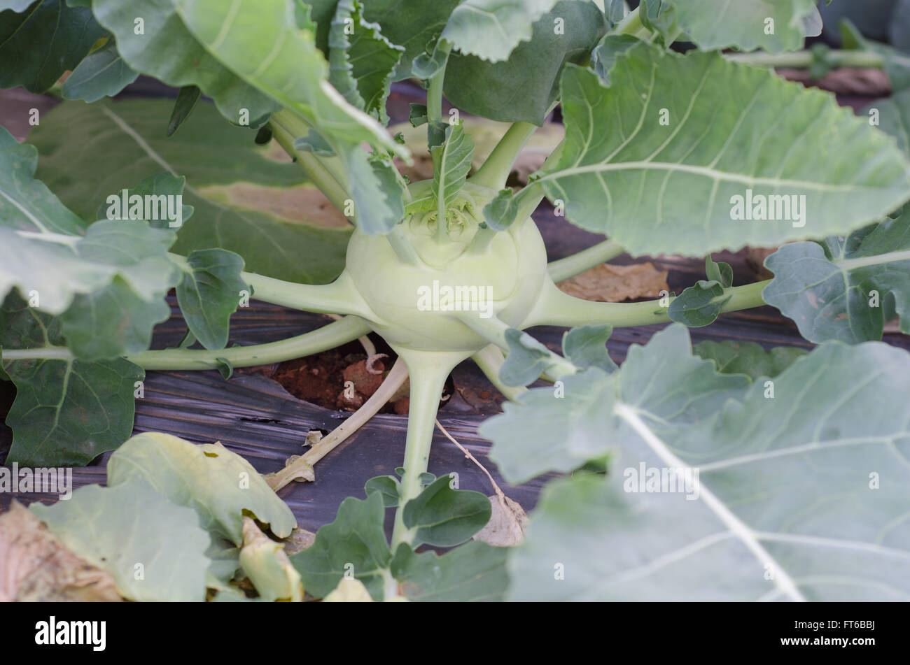 Kohlrabi growing in vegetable garden Stock Photo - Alamy