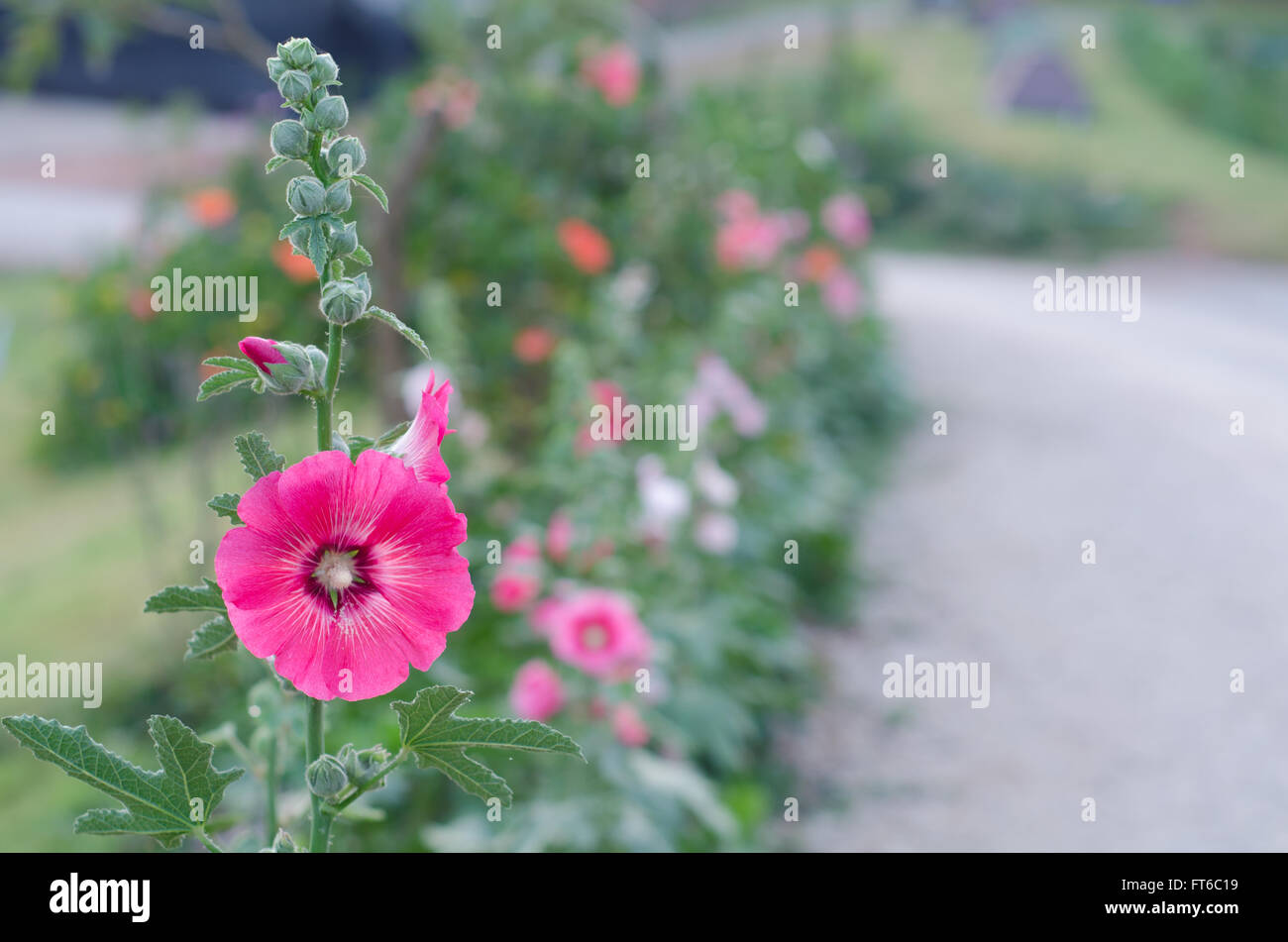 hollyhock flower Stock Photo