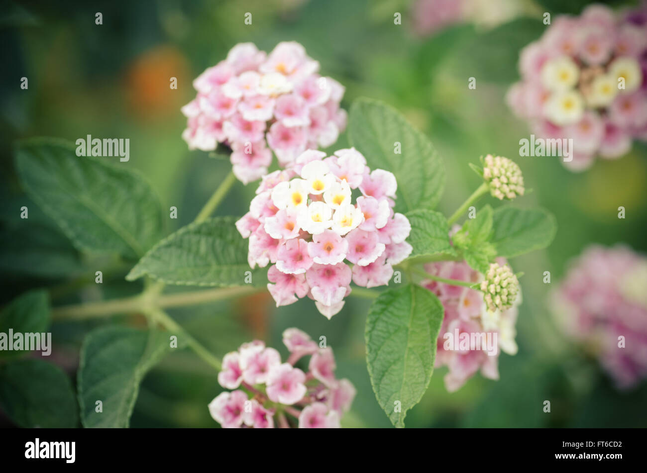 Cloth of gold or Lantana camara flower vintage Stock Photo