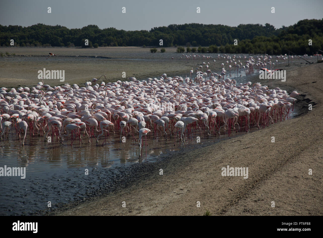 Ras Al Khor Wildlife Sanctuary, Dubai, UAE Stock Photo