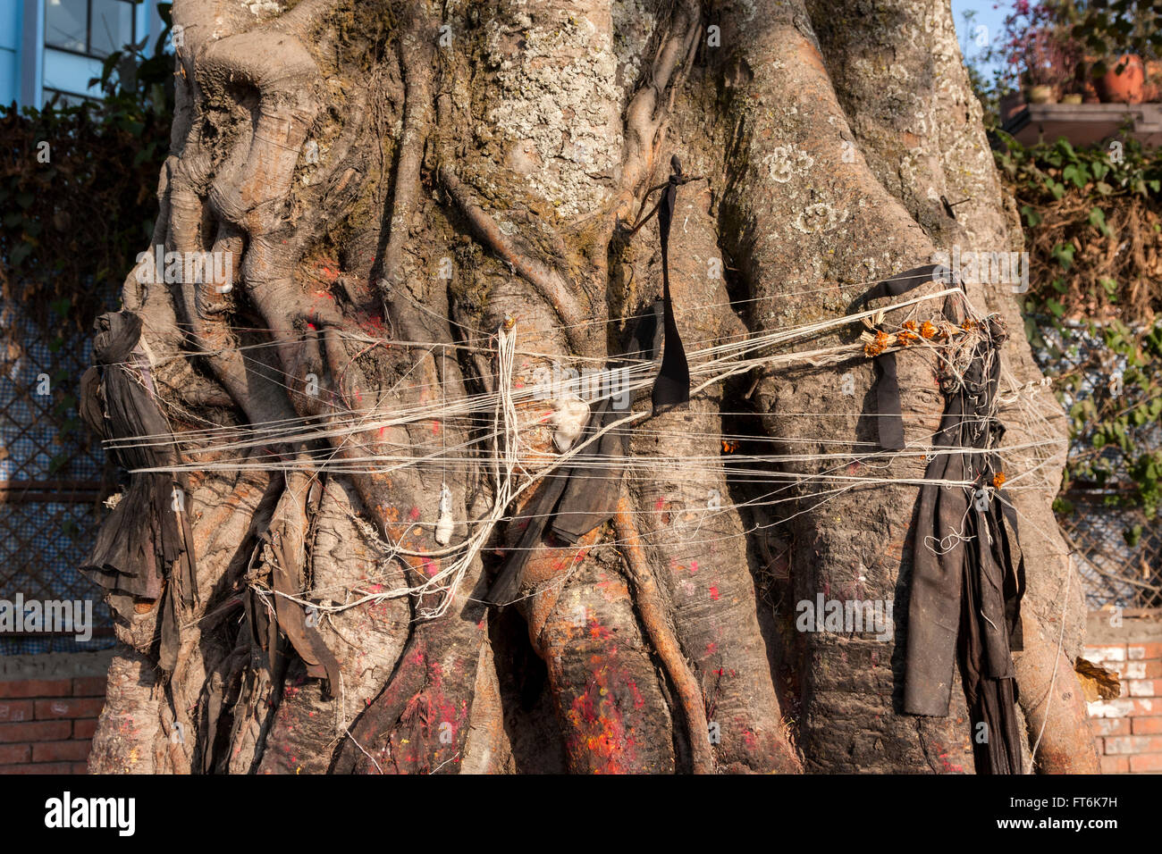 Nepal, Kathmandu.  String Tied Around a Banyan Tree in Hope of Good Fortune. Stock Photo