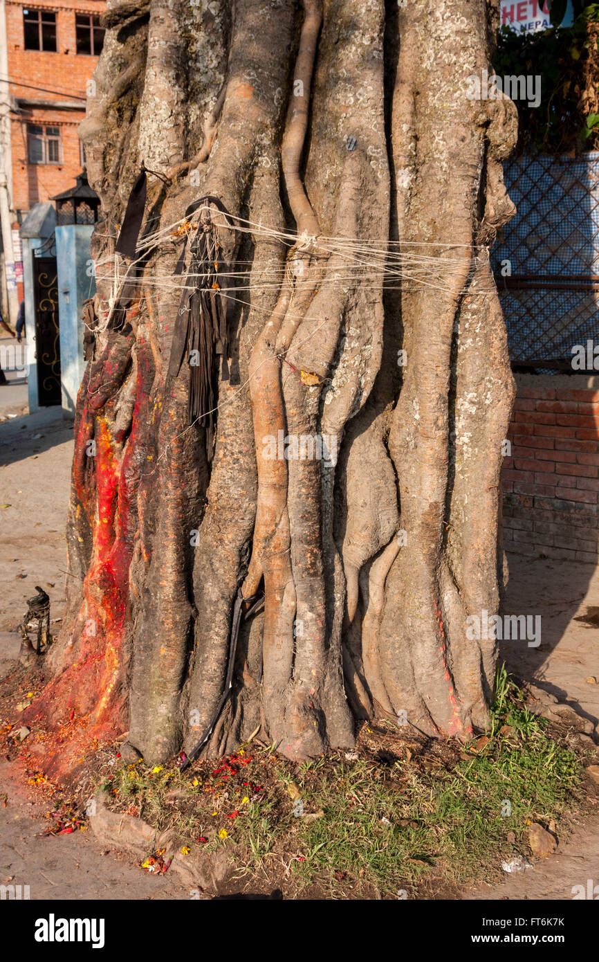 Nepal, Kathmandu.  String Tied Around a Banyan Tree in Hope of Good Fortune. Stock Photo