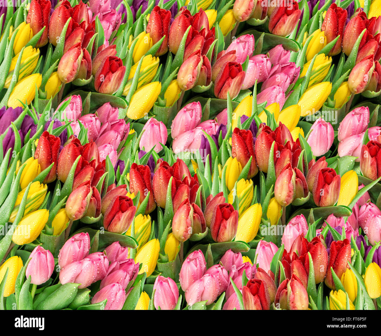 Tulip flowers. Fresh spring blooms with water drops. Floral background ...