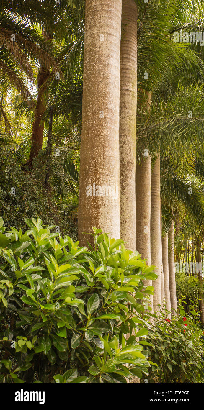 Tall Palms in a row forming a vertical pattern Stock Photo