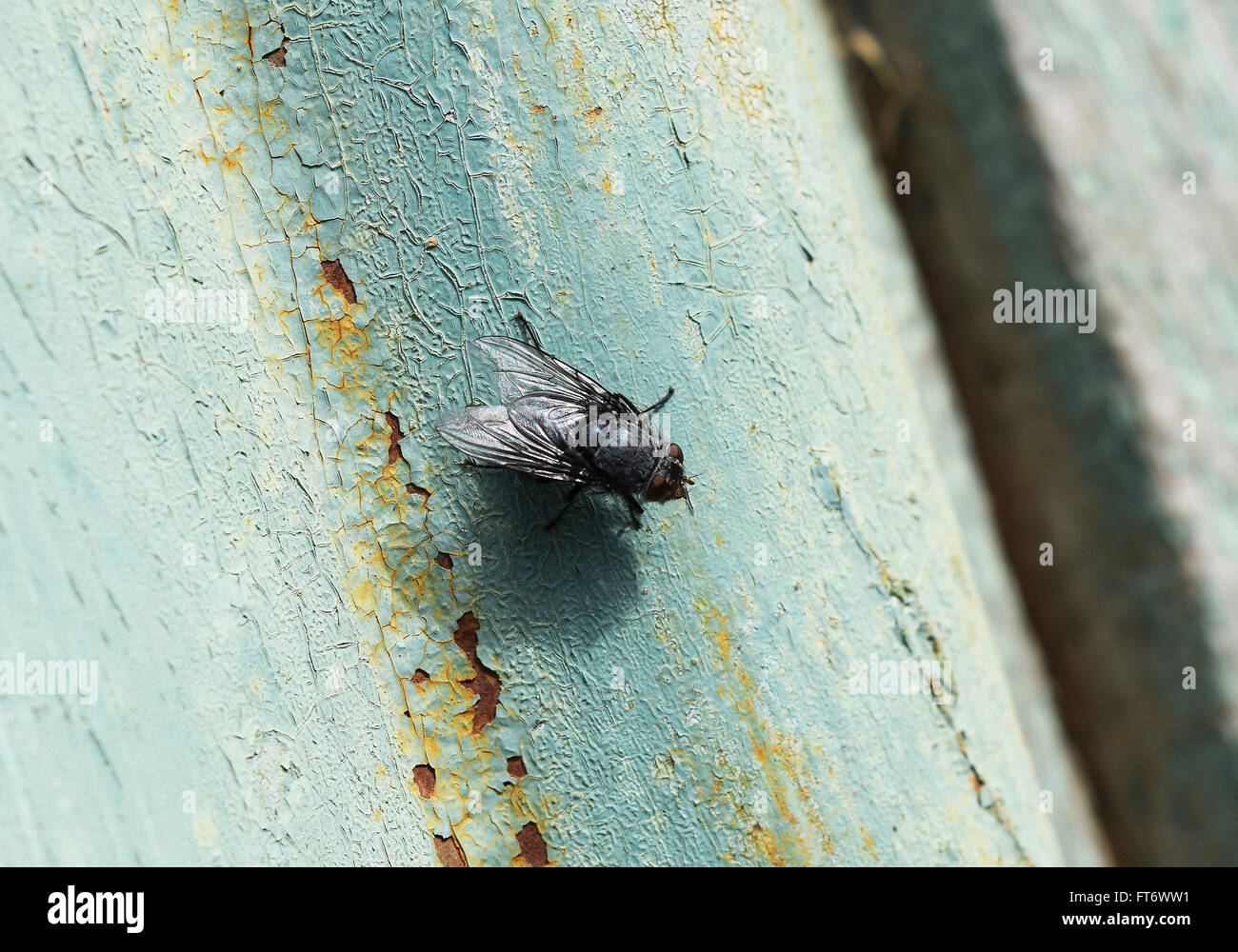 Seated big black fly. Scavenger peddler and microbes Stock Photo - Alamy