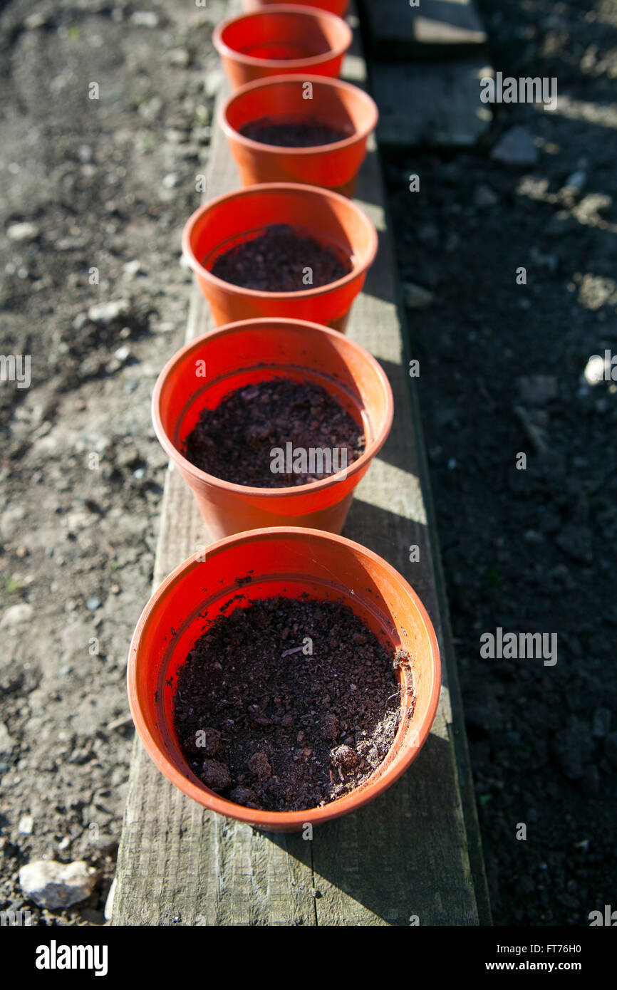 Lines of young plants in pots ready for planting out on an allotment