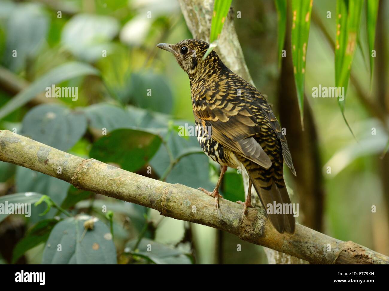 Zoothera Stock Photos & Zoothera Stock Images - Alamy