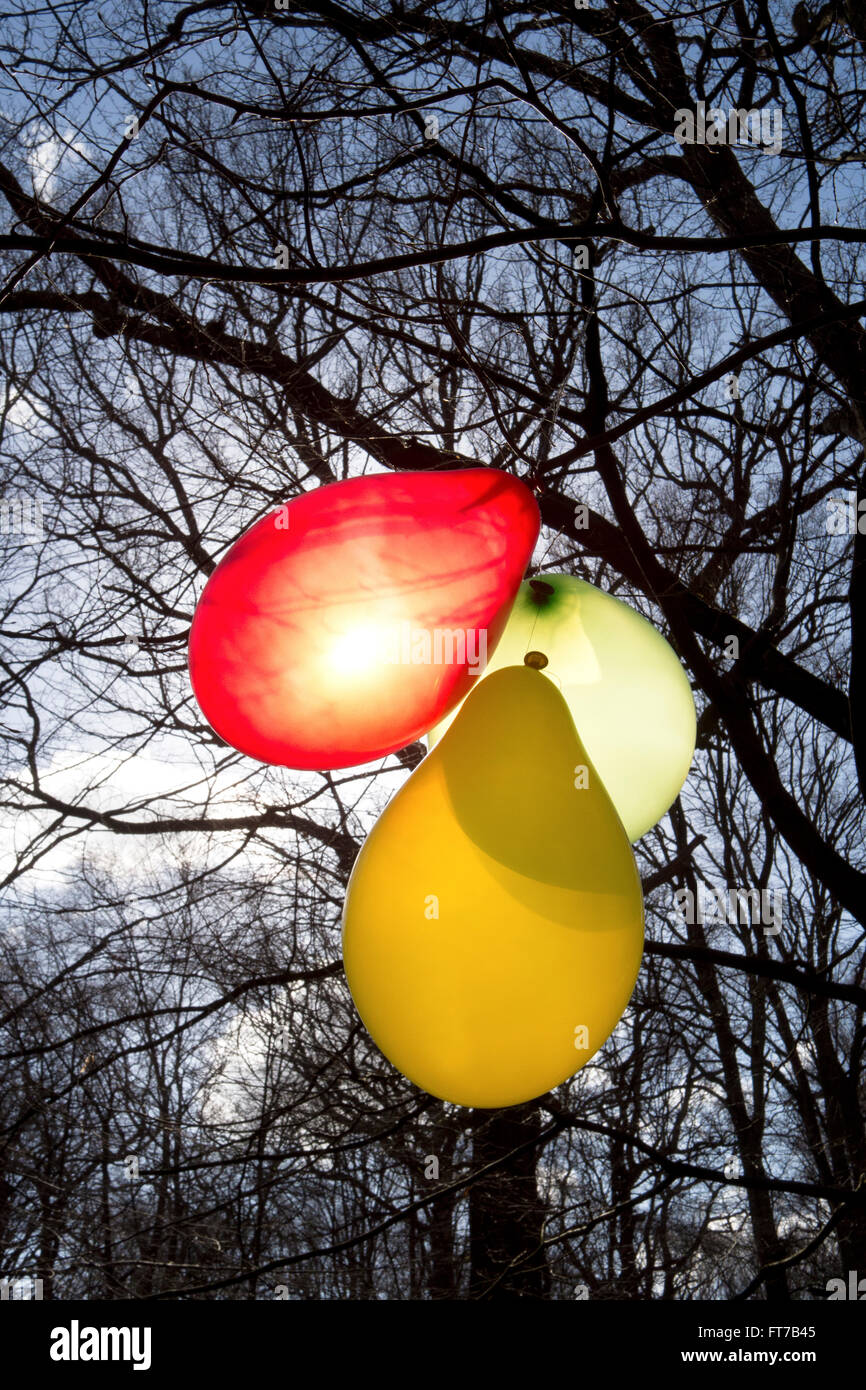 Three balloons hang from the branches of a tree in the woods. Stock Photo