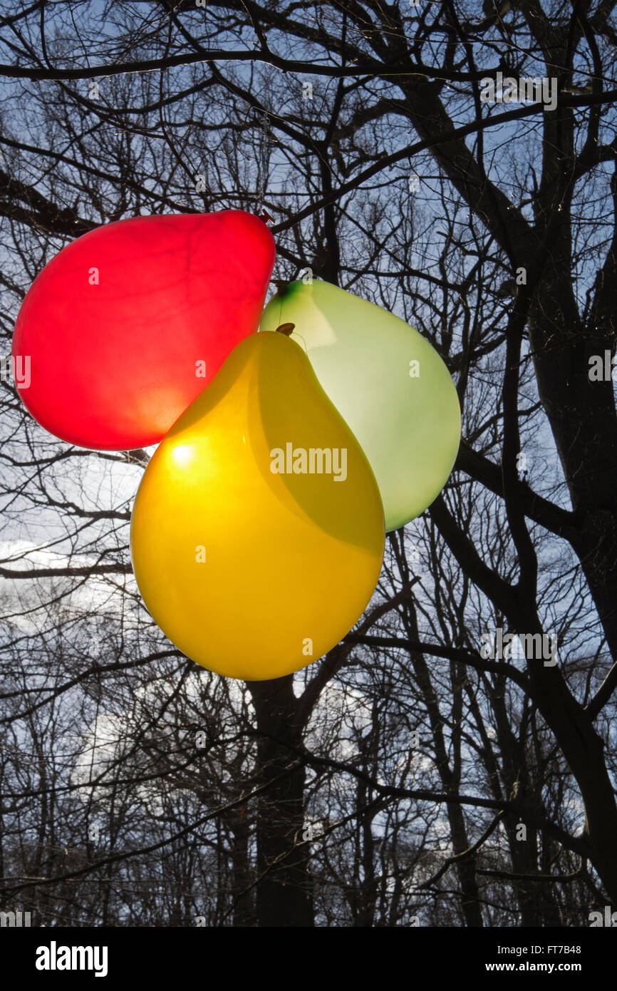 A bunch of balloons hang from branches of a tree in the woods. Stock Photo