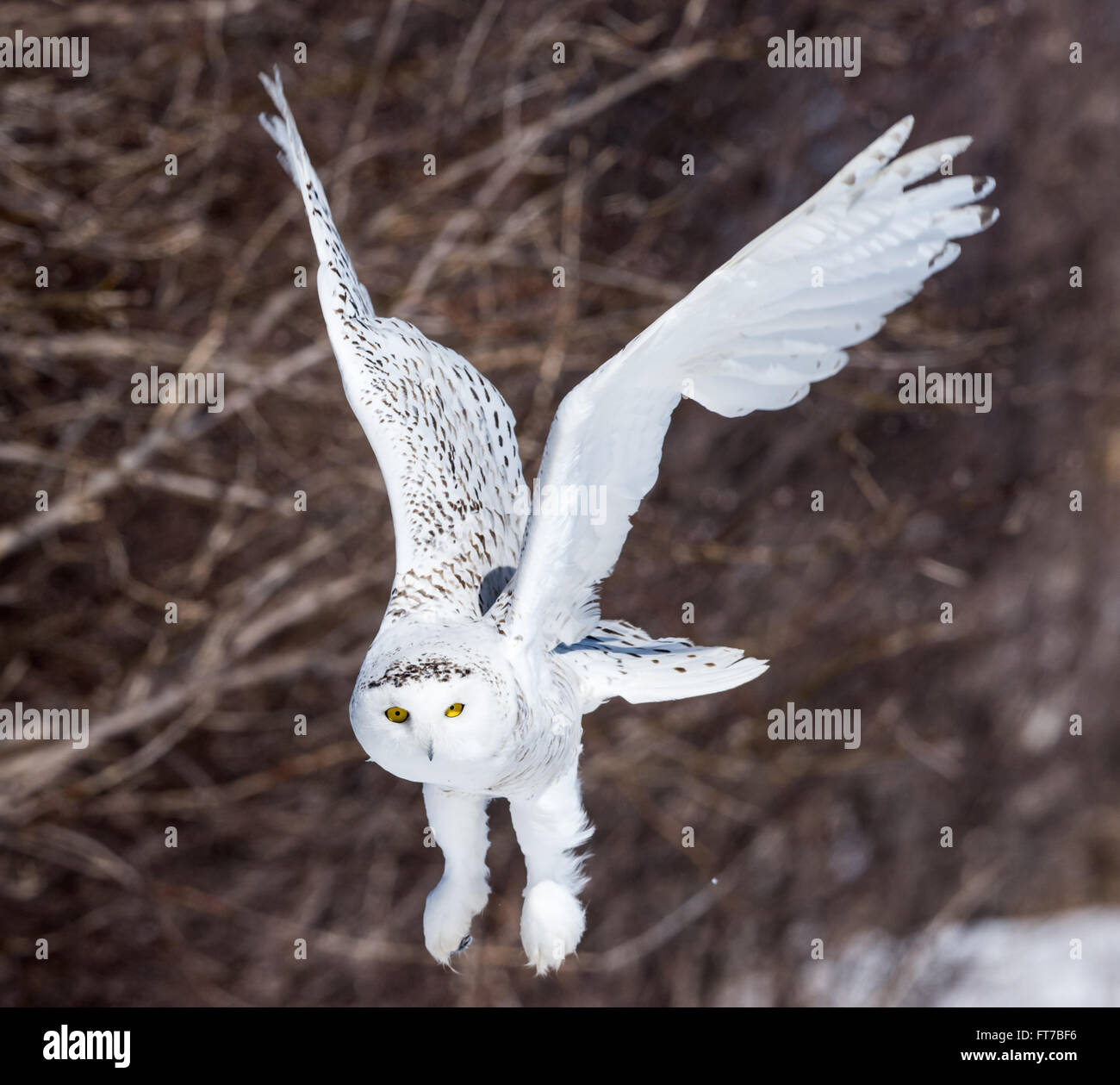 Snowy Owl Flying Low Stock Photo Alamy   Snowy Owl Flying Low FT7BF6 