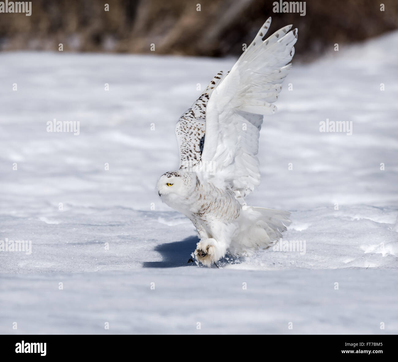 Snowy Owl Flying Low Stock Photo Alamy   Snowy Owl Flying Low FT7BM5 