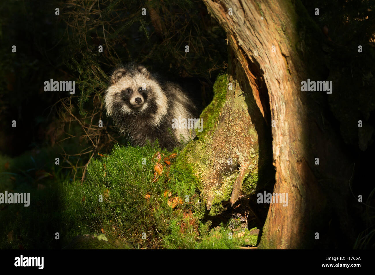 Raccoon dog / Marderhund ( Nyctereutes procyonoides ) in natural spotlight, living secretly in a dark forest. Stock Photo