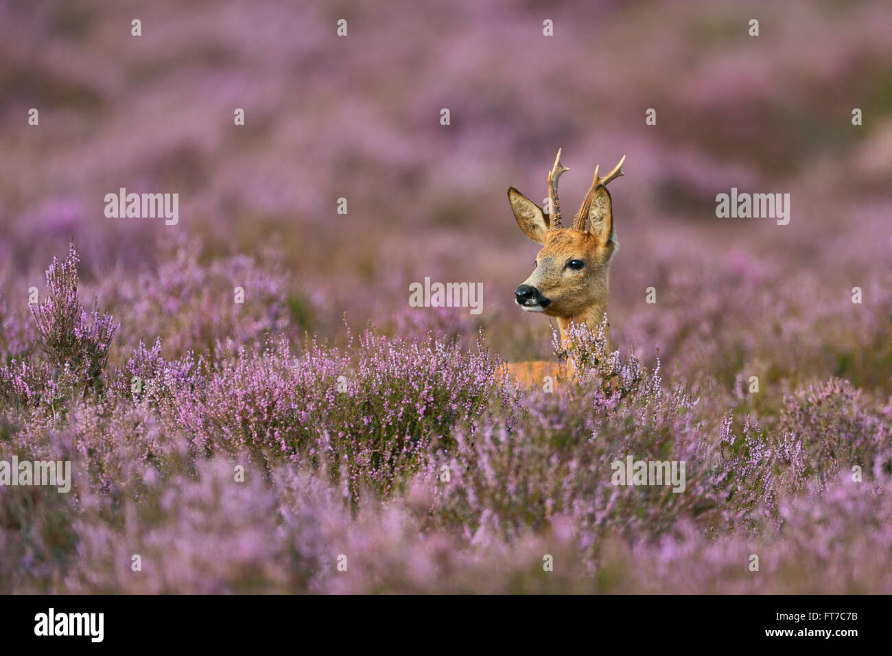 Male Roe deer / Reh / Rehbock ( Capreolus capreolus ) surrounded by wonderful purplish blooming heather. Stock Photo