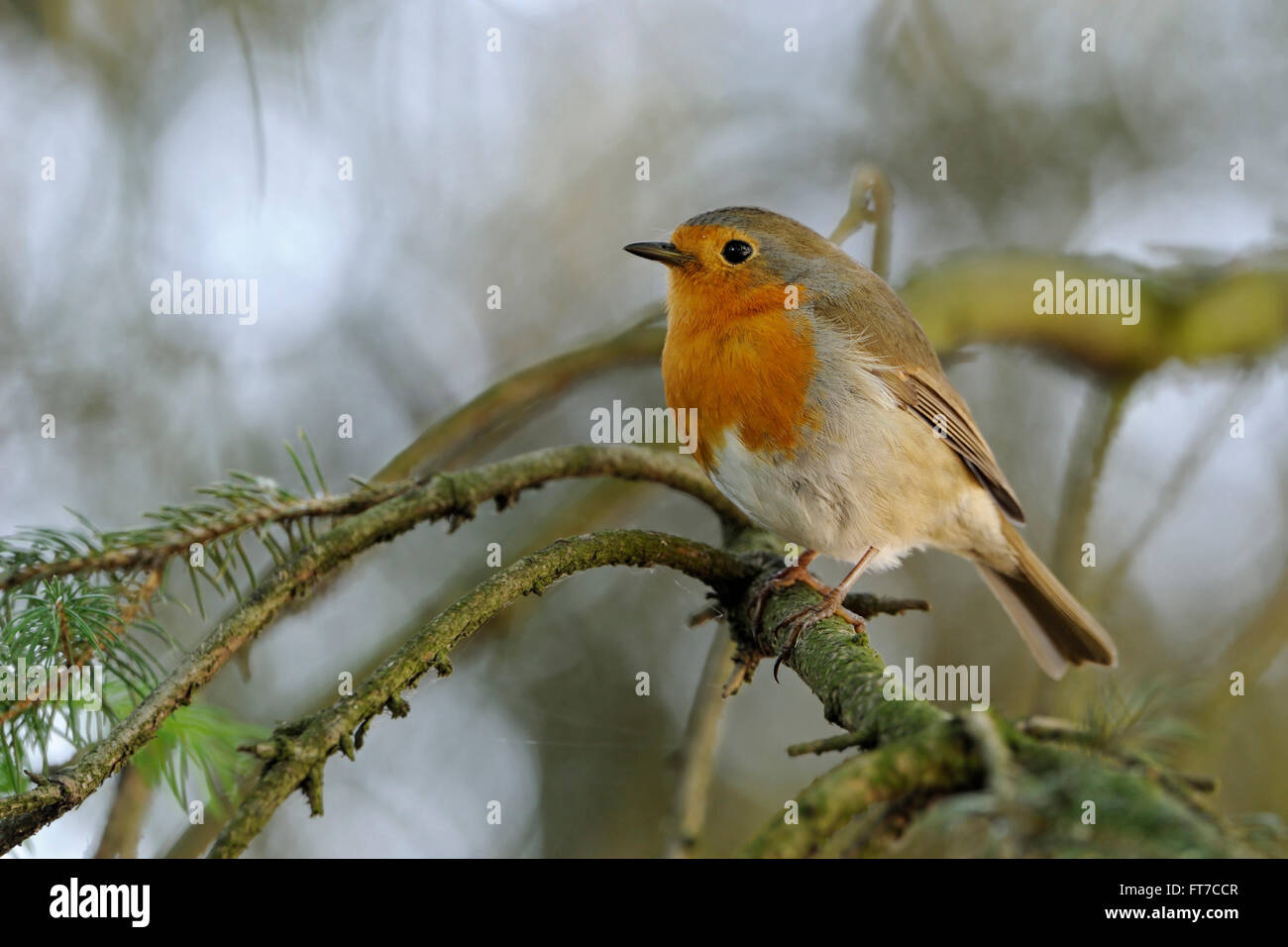 Beautiful Robin Redbreast / Rotkehlchen ( Erithacus rubecula ) perched in a conifer, in natural surrounding. Stock Photo