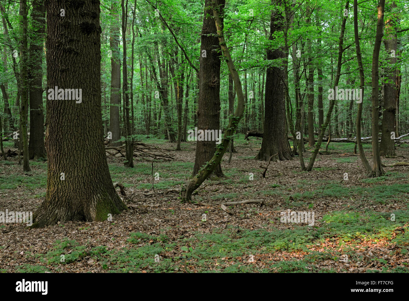 Natural forest / Natural wood reserve / Naturwaldzelle / Urspruenglicher Laubwald, protected area in spring. Stock Photo