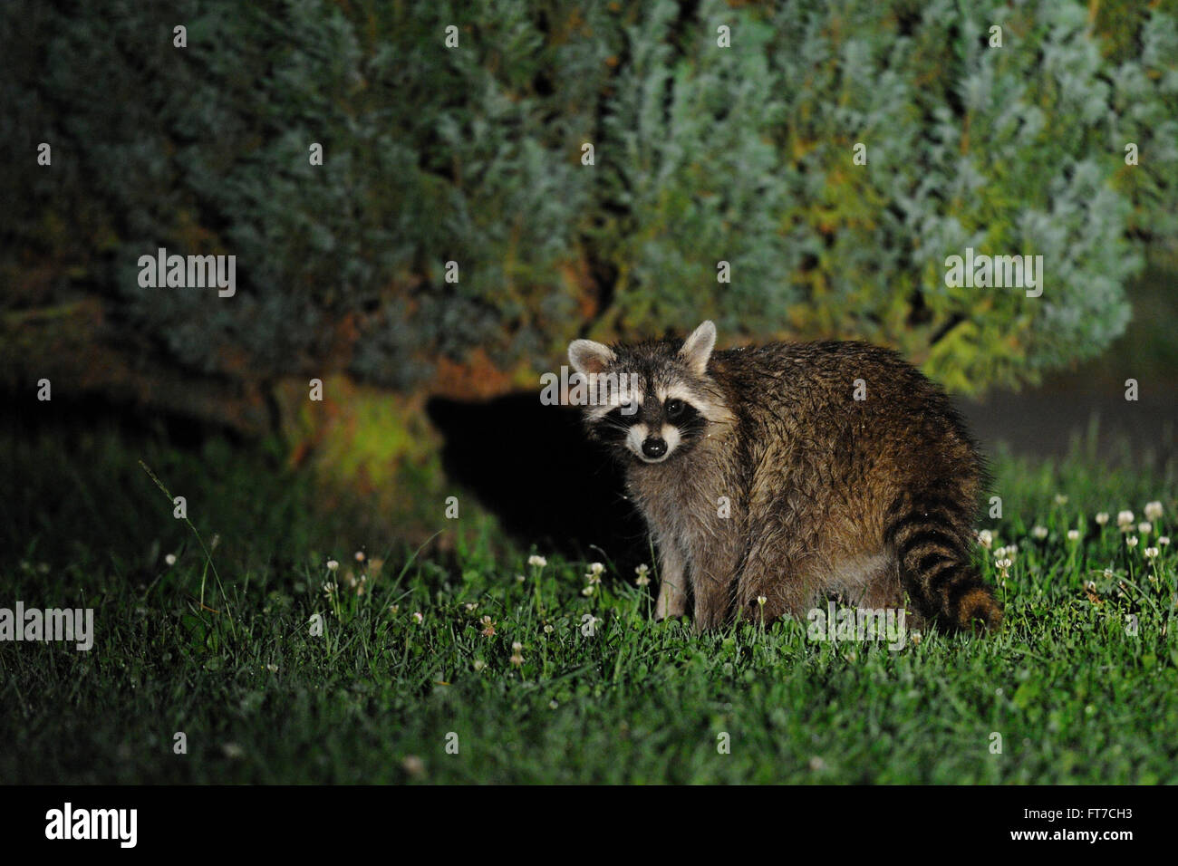 Surprised looking wild Common Raccoon / Waschbaer ( Procyon lotor ) stands in front of some bushes in a backyard. Stock Photo