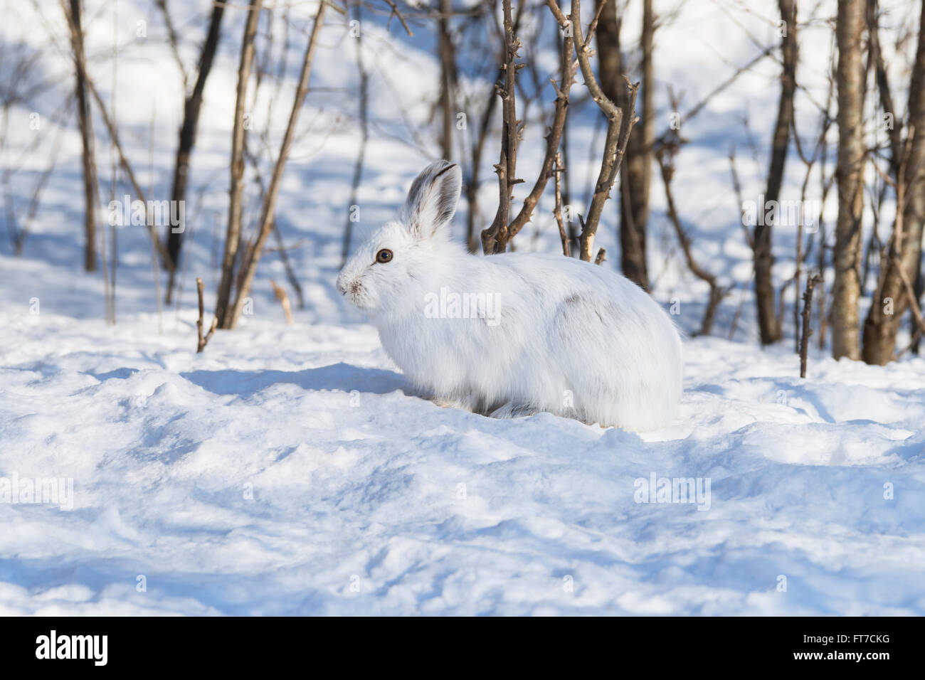 White Snowshoe Hare in Winter Stock Photo