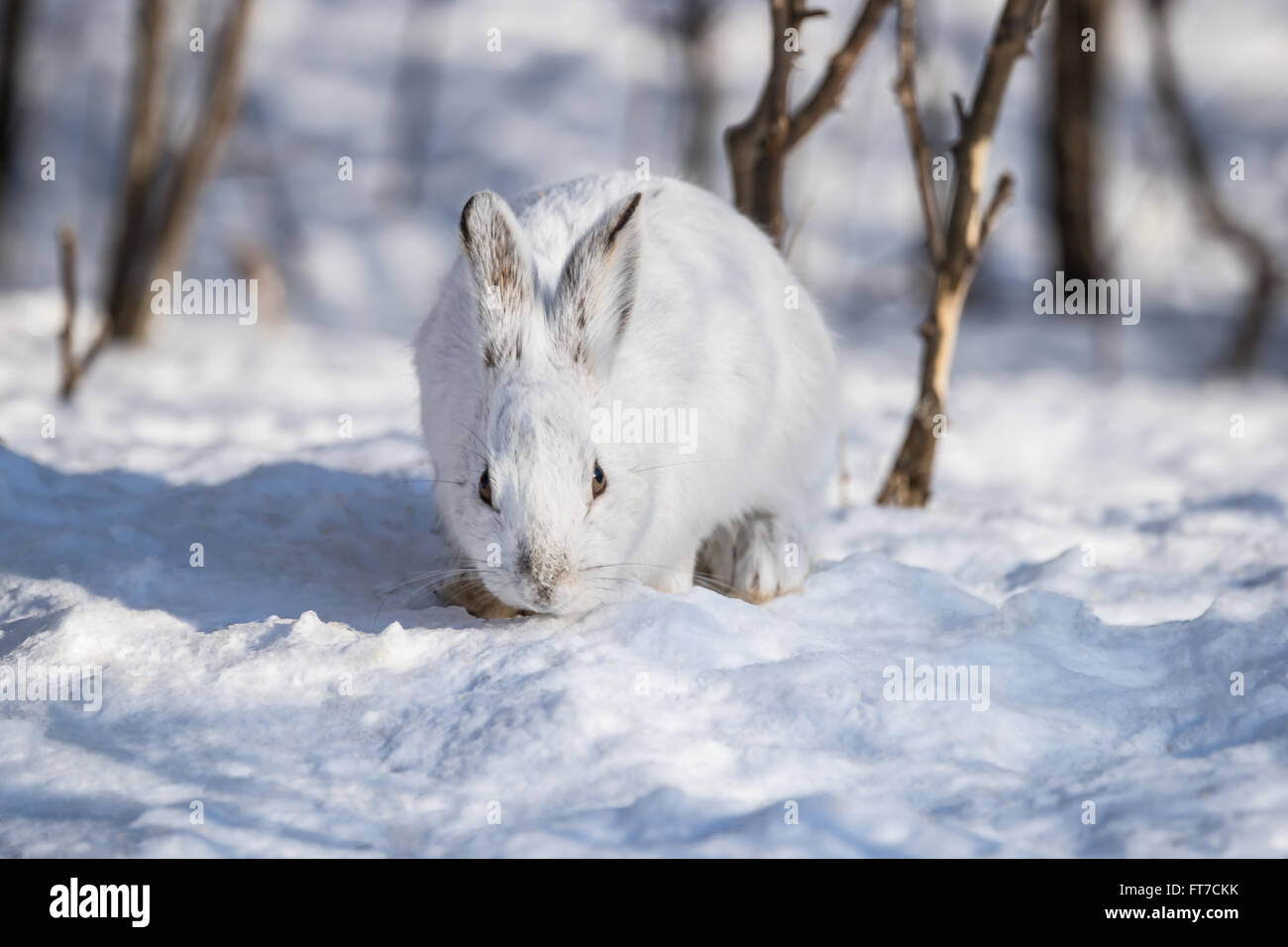 White Snowshoe Hare in Winter Stock Photo Alamy