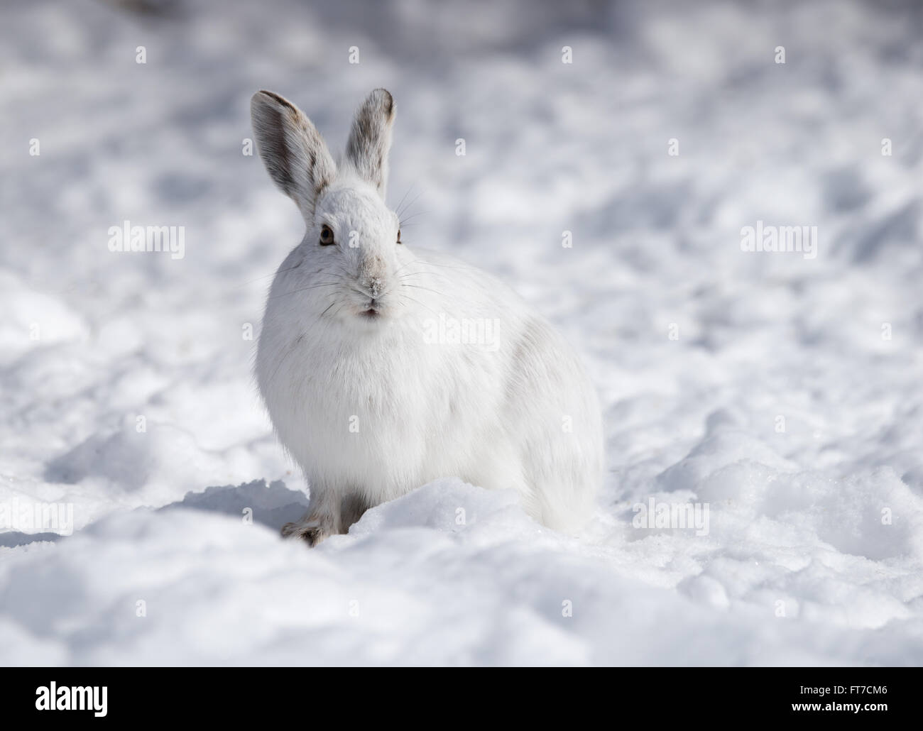 White Snowshoe Hare in Winter in Canada Stock Photo Alamy