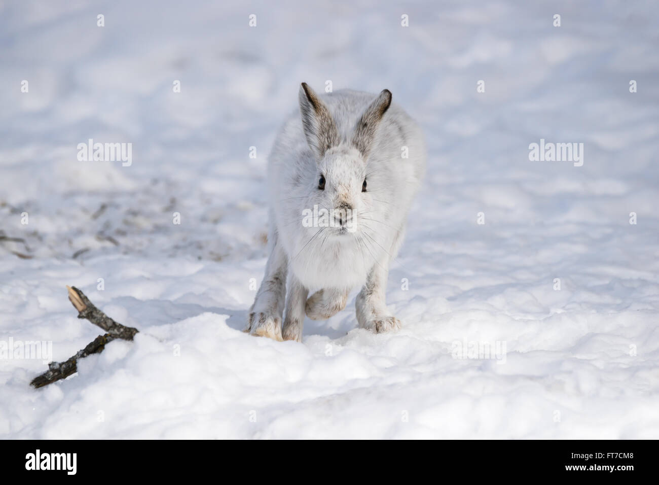 White Snowshoe Hare in Winter Stock Photo Alamy
