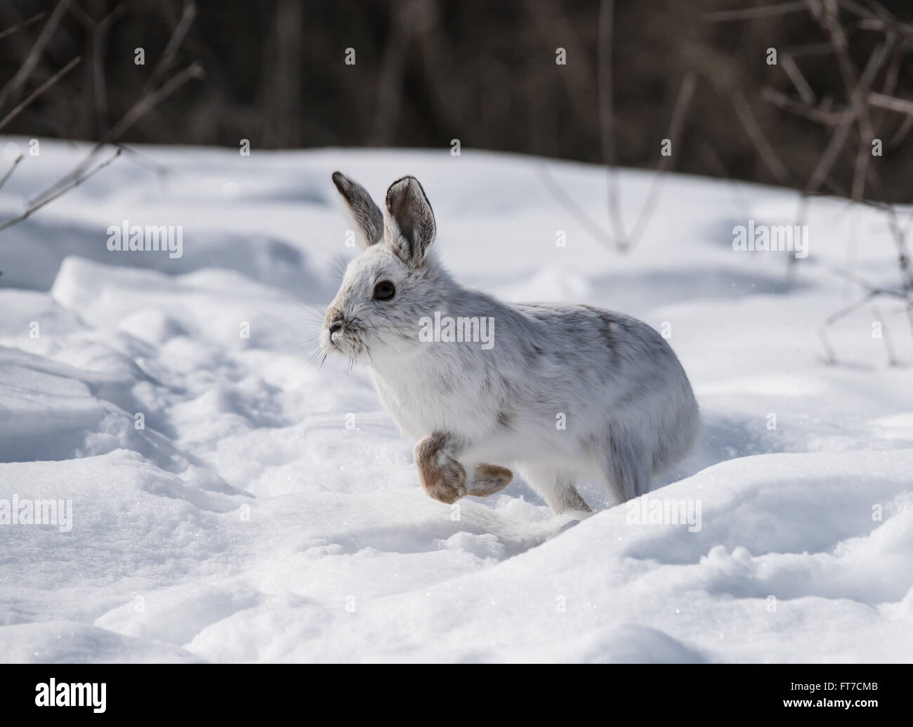 White Snowshoe Hare in Winter Stock Photo Alamy