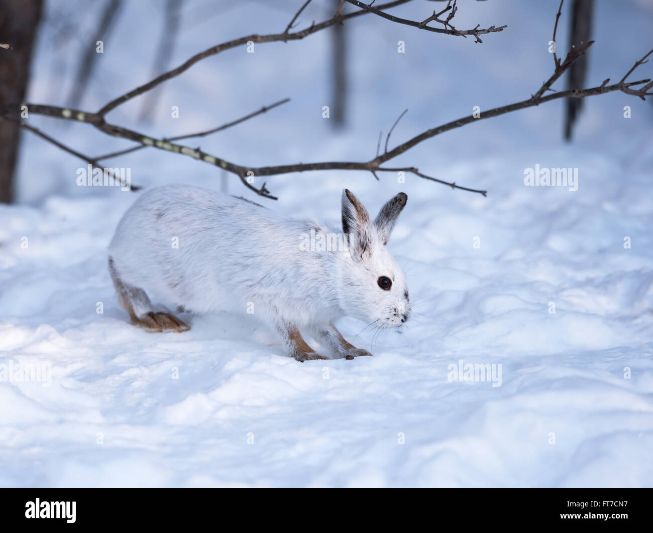 White Snowshoe Hare in Winter Stock Photo Alamy