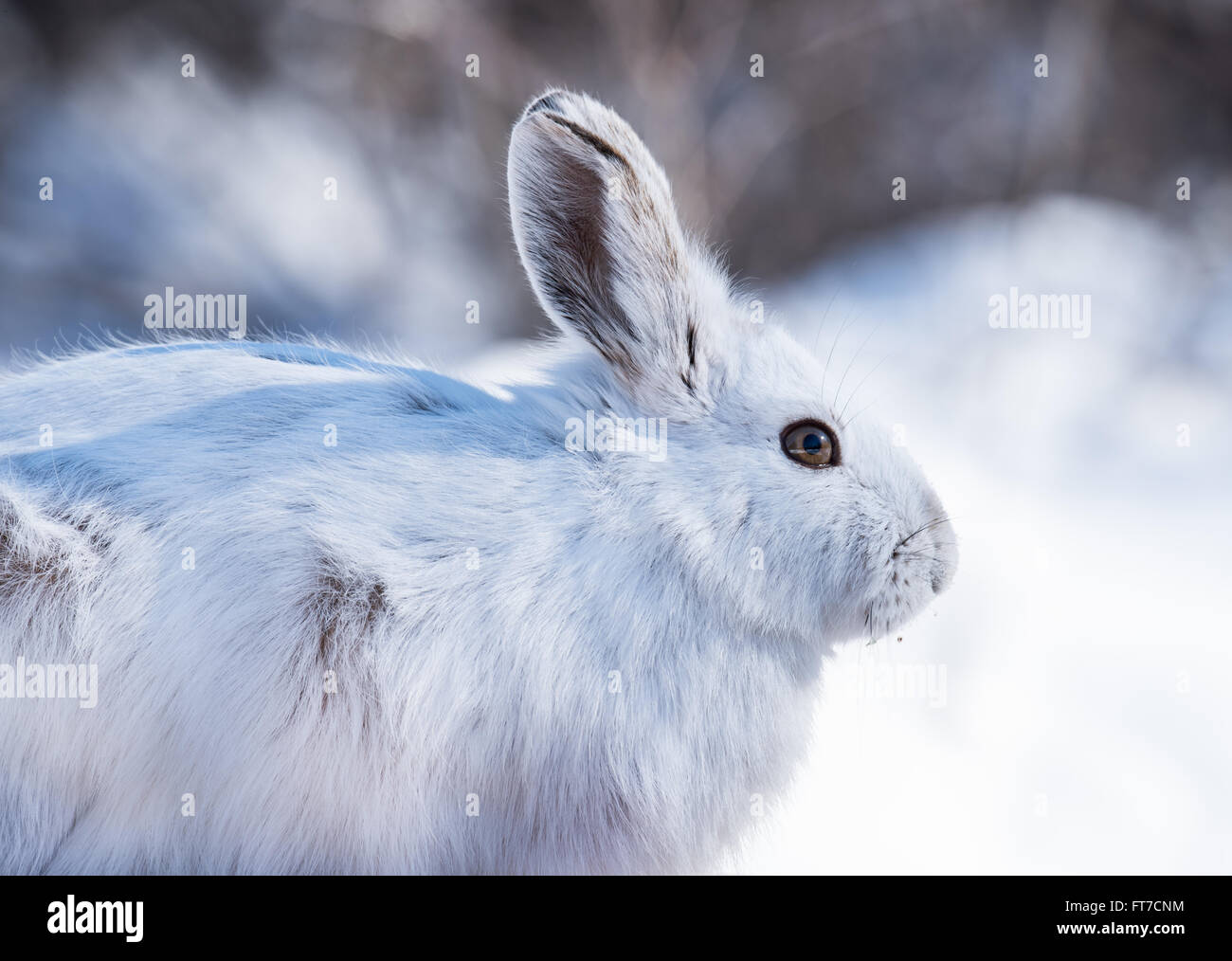 White Snowshoe Hare in Winter Stock Photo Alamy