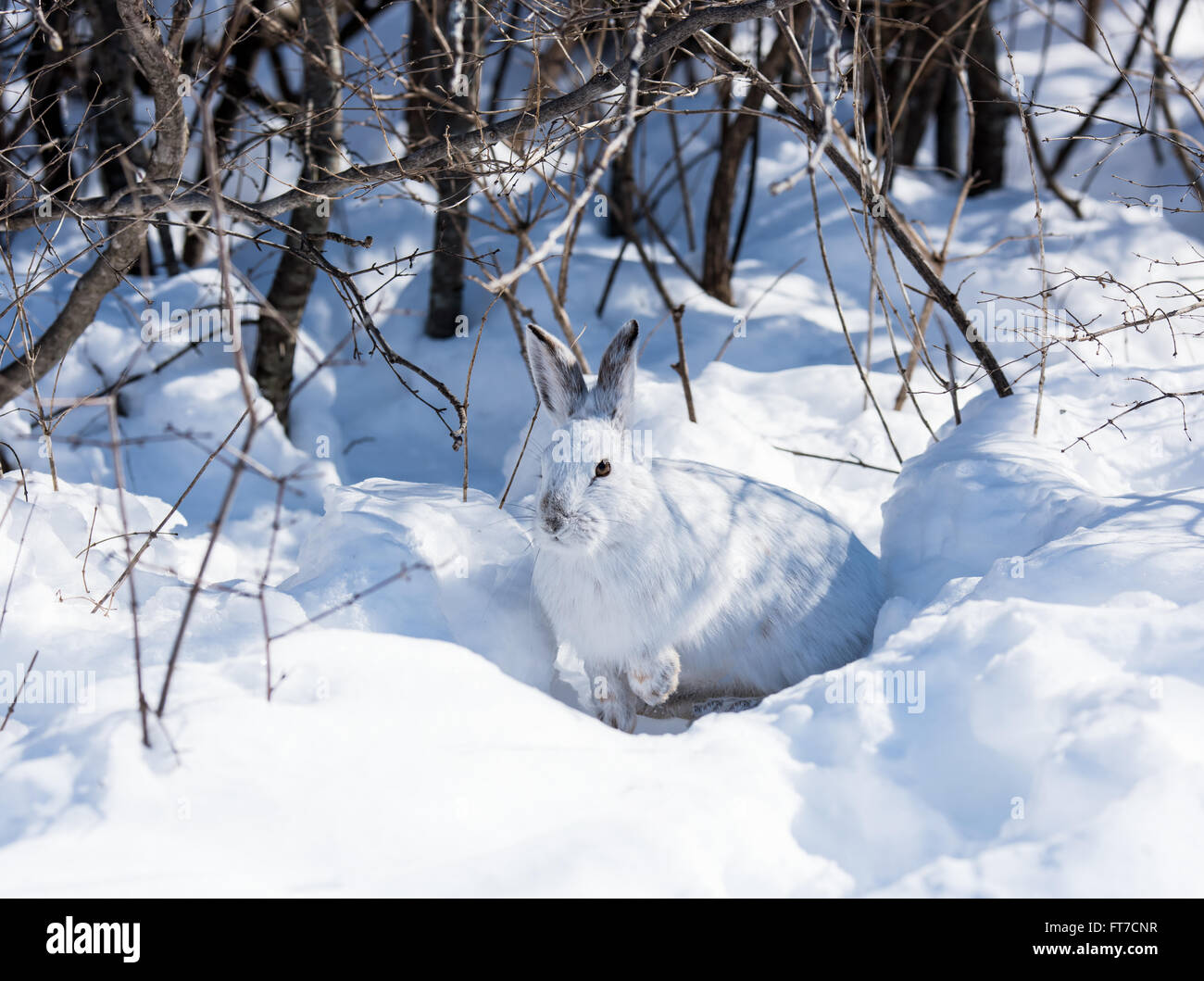 White Snowshoe Hare in Winter Stock Photo Alamy