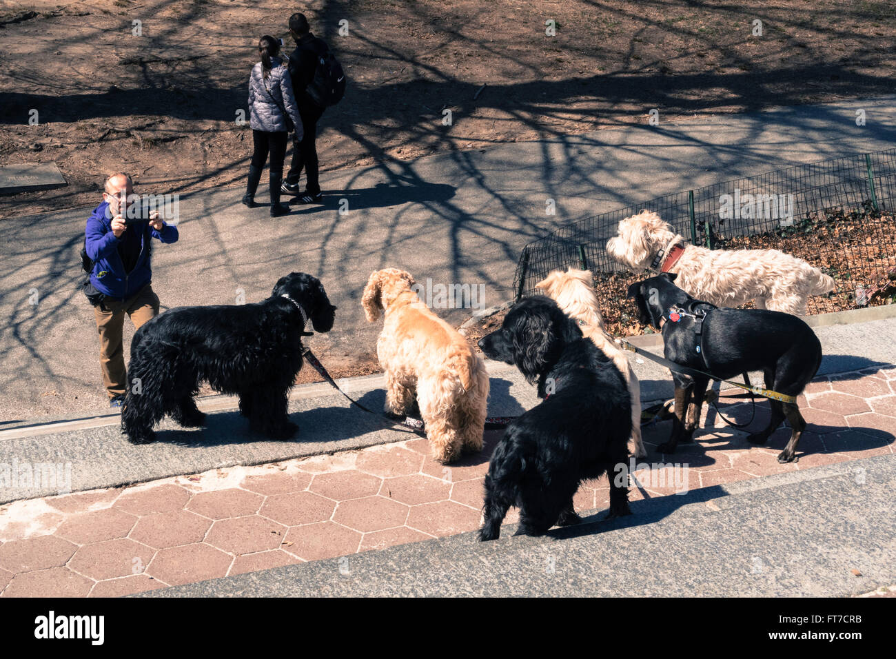 Professional Dog Walker in New York City, USA Stock Photo Alamy